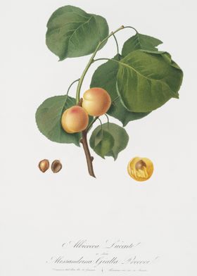 Yellow Apricot Prunus Arme