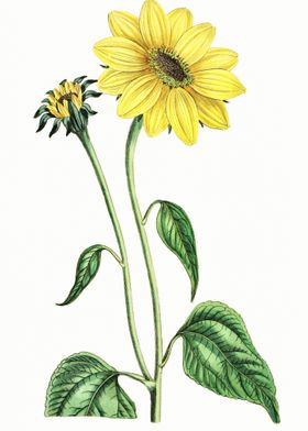 Sunflower Poster