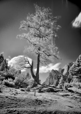 Infrared tree in the wind