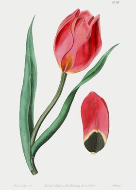 SunS Eye Tulip Poster