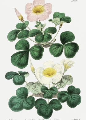 Oxalis In Pink And White P