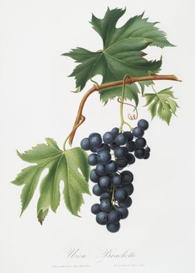 Brachetto Grape Vitis Vini
