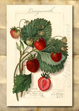 Strawberries watercolor