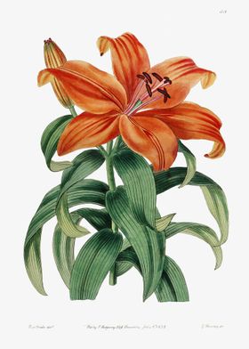 Orange Lily Sukashiyuri Po