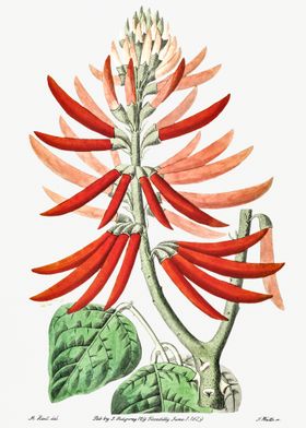 Naked Coral Tree Vintage P