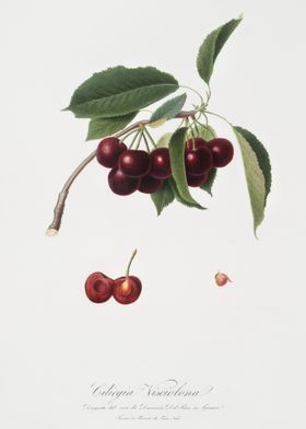 Cherry Cerasus Visciola Fr