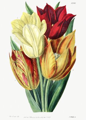 Tulips In Warm Color Poste