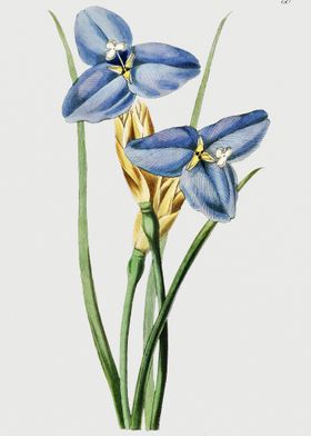 Blue Iris Vintage Poster