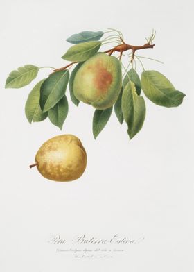 Pear Pyrus Butyra From Pom