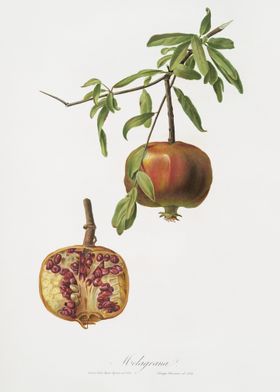 Pomegranate Punica Granatu