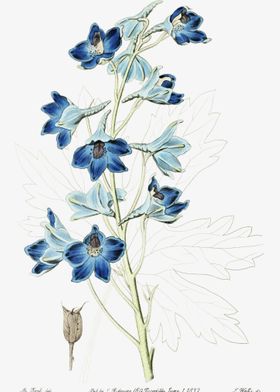 Blue Flower Vintage Poster