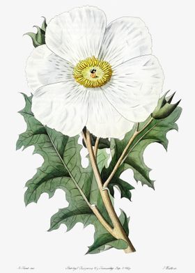 Mexican Prickly Poppy Post