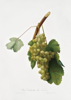Grape Vine Vitis Vinifera 