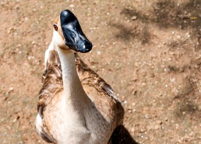 A Curious Goose