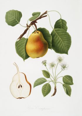 Pear Pyrus Pompeiana From 