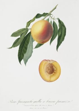 Peach Persica Iulodermis F