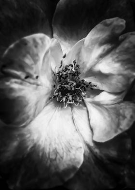 closeup blooming rose
