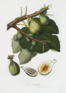 Fig Ficus Carica Sativa Fr