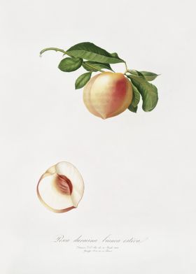 Peach Persica Julodermis F