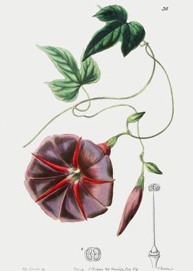 Jalapa Flower Poster