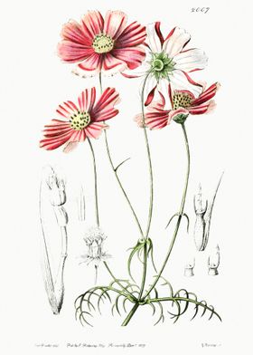 Pink Cosmos Flower Poster