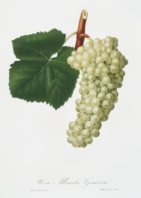 White Grape Vitis Vinifera