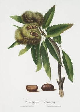Spanish Chestnut Castanea 