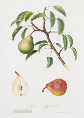 Pear Pyrus Veneta From Pom