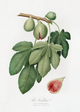 Fig Ficus Carica From Pomo