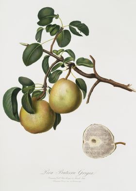 Pear Pyrus Butyra From Pom