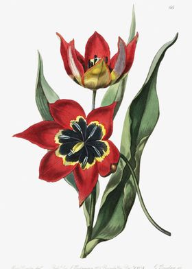 Tulip Black And Red Poster