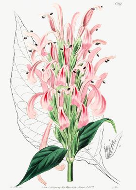 Flamingo Flower Poster