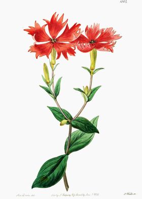 Red Catchfly Poster