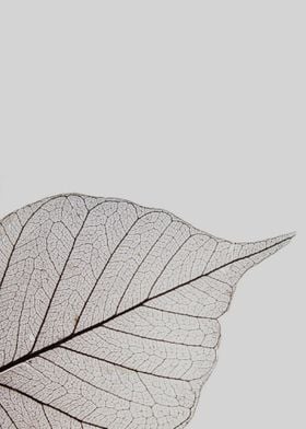 transparency of a leaf