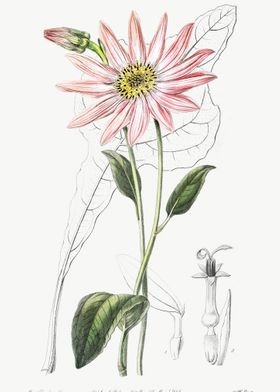 Pink Coneflower Poster