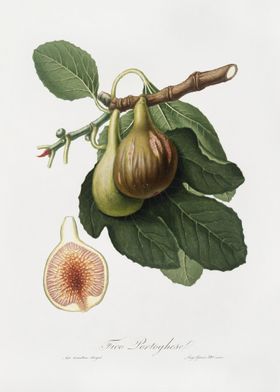 Fig Ficus Carica From Pomo