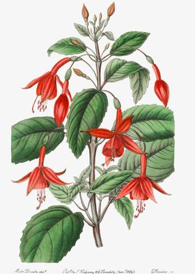 Fuchsia Flower Poster