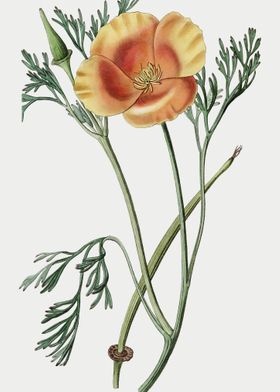 California Poppy Poster