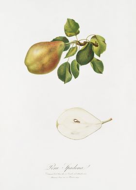 Pear Pyrus Spaddonia From 