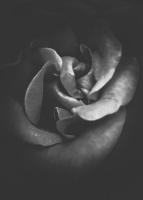 blooming rose texture