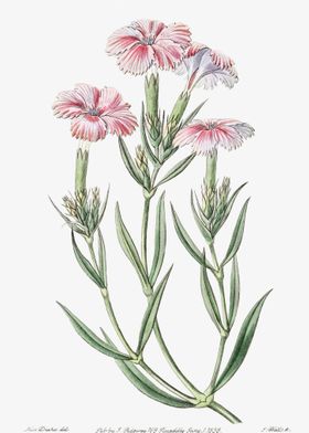 Pink Dianthus Poster