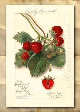 Strawberries watercolor