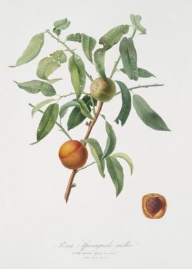 Peach Amygdalus Persica Iu