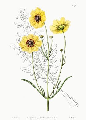 Tickseed Flower Poster