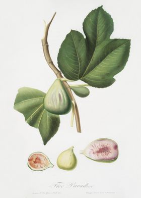 Fig Ficus Carica Bifera Fr