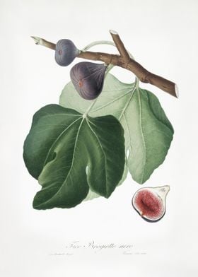 Black Fig Ficus Carica Fro
