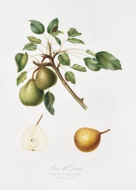 Pear Pyrus Dugalis From Po