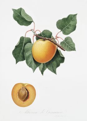 German Apricot From Pomona