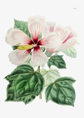 Hibiscus Moscheutos Poster