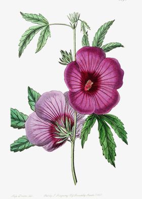 Scarlet Rose Mallow Poster